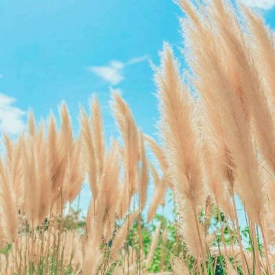 斗破九州破解版下载